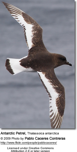 Antarktispetrell, Thalassoica antarctica, © 2009 Pablo Caceres Contreras http://www.flickr.com/people/pablocaceres/