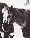 Could be Weary Willie, at least it’s one of the ponies in the expedition